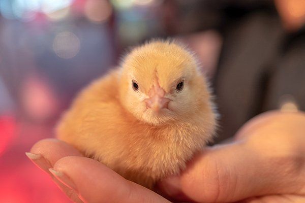 Poussin au Salon internationale de l'agriculture, Paris 2019