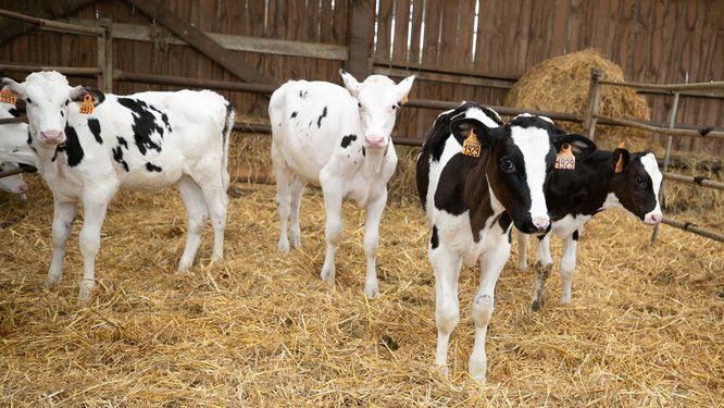 Trois jeunes veaux debout dans un bâtiment agricole