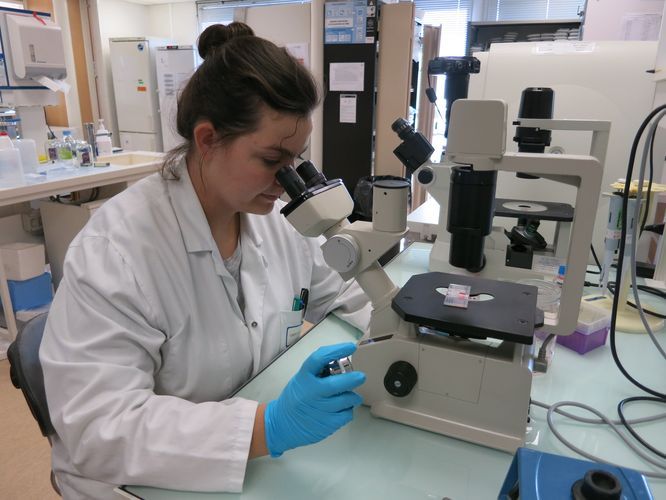 femme qui regarde dans un microscope dans un laboratoire de recherche