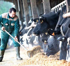 agriculteur nourrissant ses vaches à l'étable