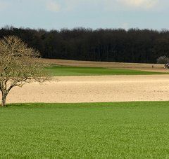 grand champ avec un arbre et un tracteur en fond